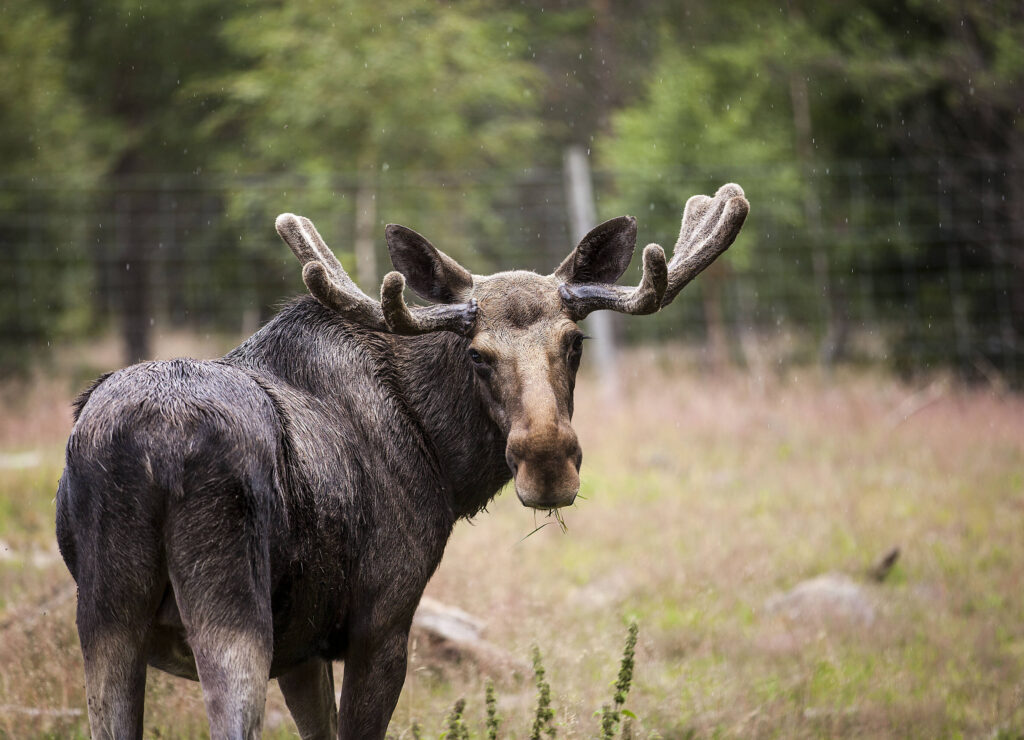 Glasrikets Elchpark Småland – Ausflug vom Ferienhaus Schweden